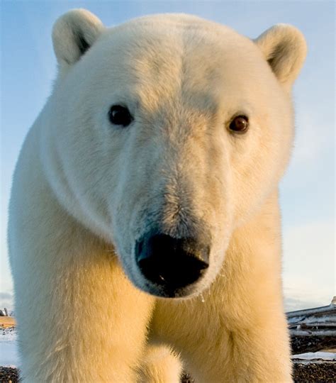kutup ayısı bernard
